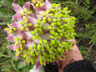 Asclepias albens, photographed by Peter Warren