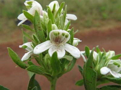 Justicia andromeda, photographed by Peter Warren