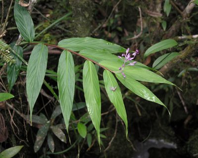 Globba bokorensis, photographed by Oleg Kosterin