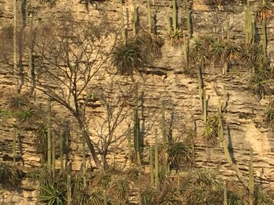 Cephalocereus apicicephalium, photographed by Adriana Nelly Correa Sandoval