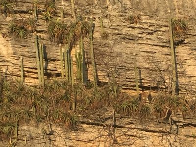 Cephalocereus apicicephalium, photographed by Adriana Nelly Correa Sandoval