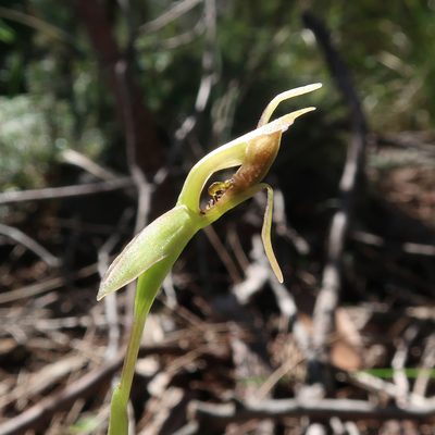 Chiloglottis reflexa, photographed by Cowirrie