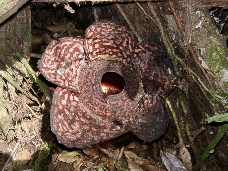 Rafflesia pricei, photographed by Jiro Iguchi