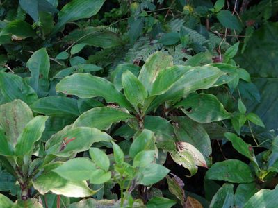 Amischotolype glabrata, photographed by 呂一起(Lyu yi-chi)