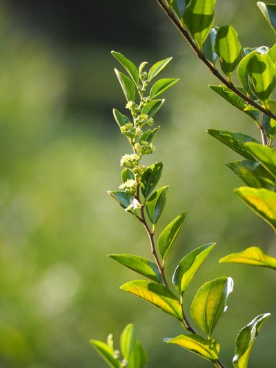 Paliurus ramosissimus, photographed by 葉子