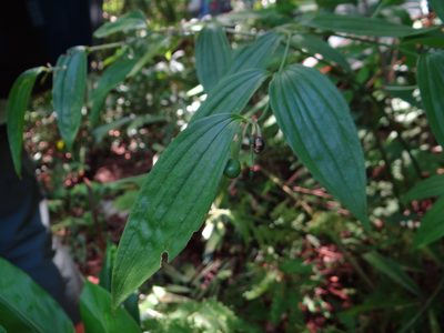 Disporum kawakamii, photographed by 呂一起(Lyu yi-chi)
