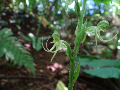 Habenaria ciliolaris, photographed by 呂一起(Lyu yi-chi)