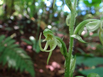 Habenaria ciliolaris, photographed by 呂一起(Lyu yi-chi)