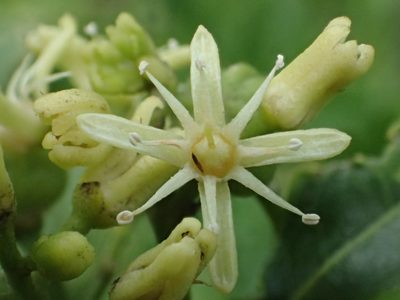 Acronychia pedunculata, photographed by 葉子
