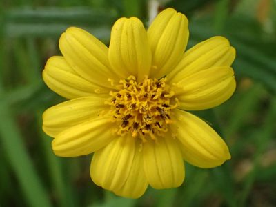 Sphagneticola calendulacea, photographed by 葉子