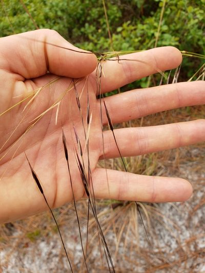 Piptochaetium avenacioides, photographed by Valerie Anderson