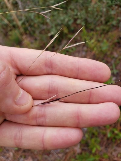 Piptochaetium avenacioides, photographed by Valerie Anderson
