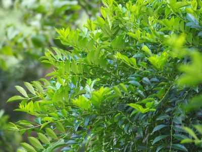 Zanthoxylum avicennae, photographed by 葉子