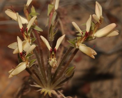 Pelargonium rapaceum, photographed by Brian du Preez