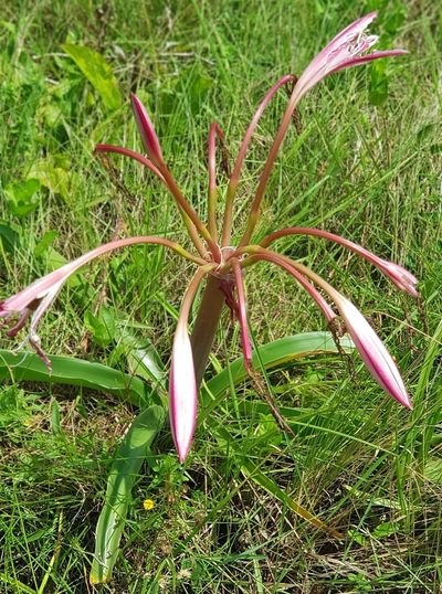 Crinum stuhlmannii, photographed by Suvarna Parbhoo Mohan