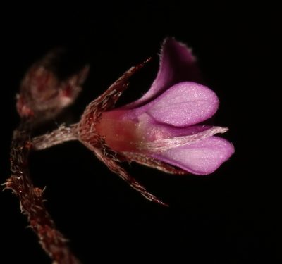 Indigofera potbergensis, photographed by Brian du Preez