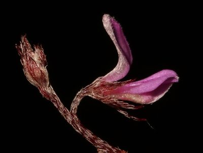 Indigofera potbergensis, photographed by Brian du Preez