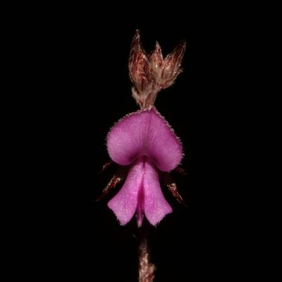 Indigofera potbergensis, photographed by Brian du Preez
