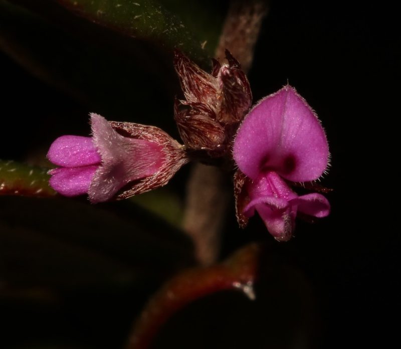 Indigofera potbergensis, photographed by Brian du Preez