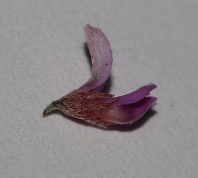 Indigofera potbergensis, photographed by Brian du Preez
