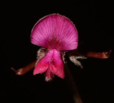Indigofera declinata, photographed by Brian du Preez
