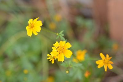 Bidens ballsii, photographed by Neptalí Ramírez Marcial