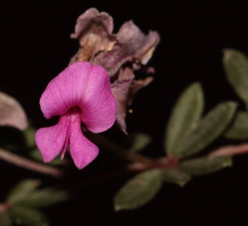 Indigofera swartbergensis, photographed by Brian du Preez