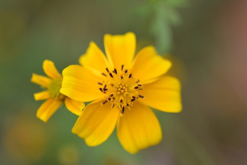 Bidens ballsii, photographed by Neptalí Ramírez Marcial