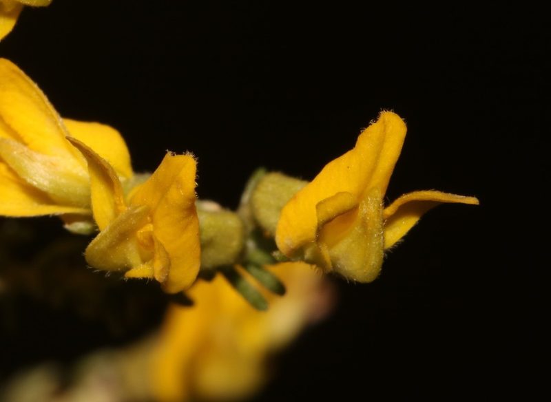 Aspalathus vermiculata, photographed by Brian du Preez