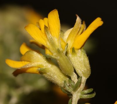 Aspalathus vermiculata, photographed by Brian du Preez