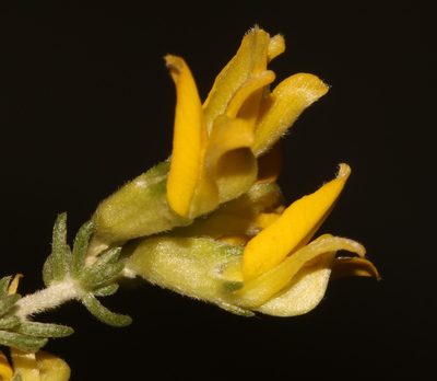 Aspalathus vermiculata, photographed by Brian du Preez