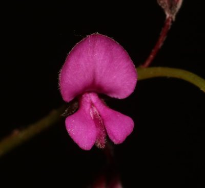 Indigofera outeniquensis, photographed by Brian du Preez