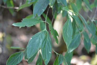 Cornus disciflora, photographed by Neptalí Ramírez Marcial