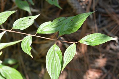 Cornus excelsa, photographed by Neptalí Ramírez Marcial