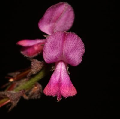 Indigofera declinata, photographed by Brian du Preez