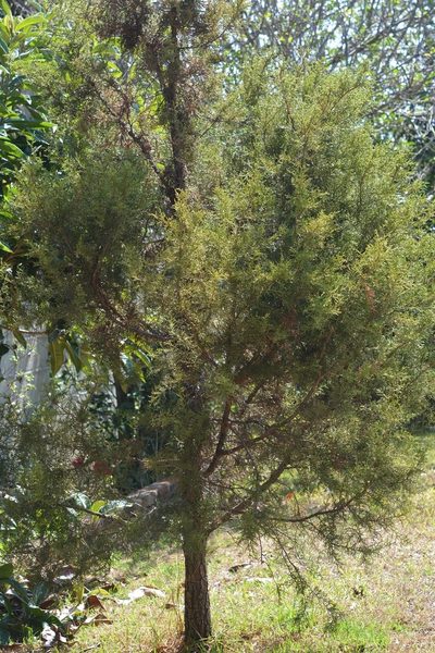 Juniperus gamboana, photographed by Neptalí Ramírez Marcial
