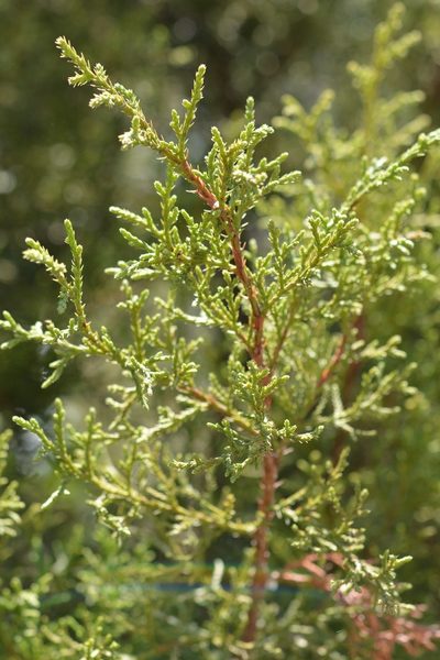 Juniperus gamboana, photographed by Neptalí Ramírez Marcial