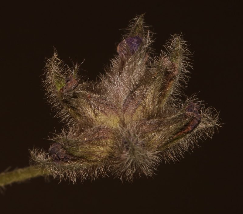 Afrolobium swartbergense, photographed by Brian du Preez