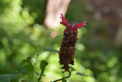 Salvia wagneriana, photographed by Neptalí Ramírez Marcial