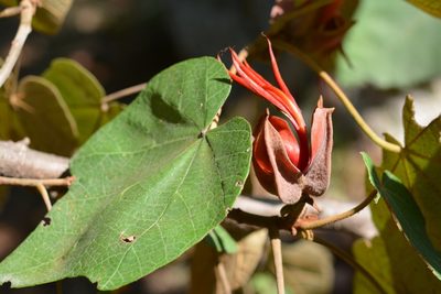 Chiranthodendron pentadactylon, photographed by Neptalí Ramírez Marcial