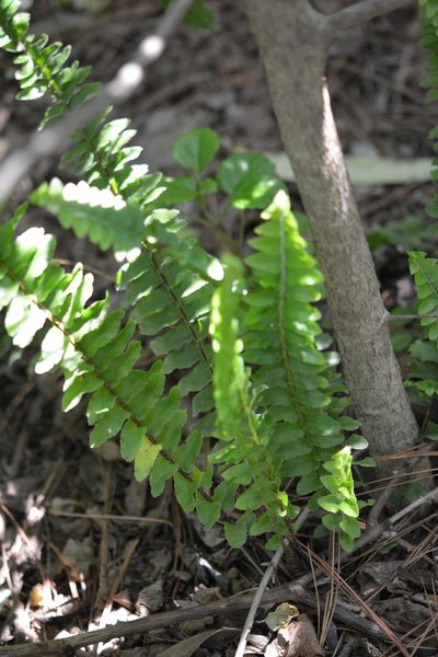 Nephrolepis rivularis, photographed by Neptalí Ramírez Marcial