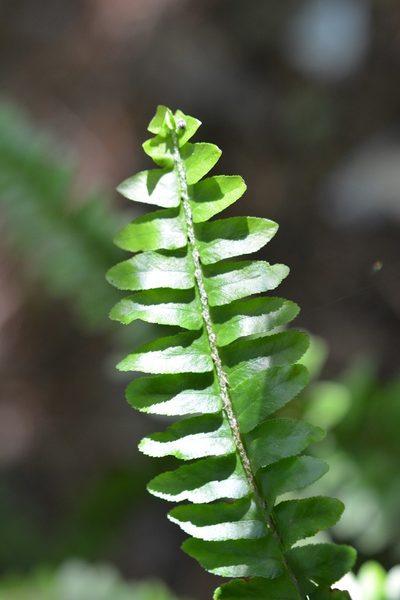 Nephrolepis rivularis, photographed by Neptalí Ramírez Marcial