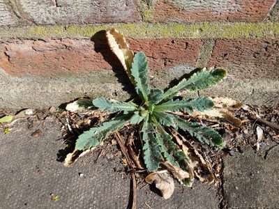 Papaver atlanticum, photographed by Daniel Cahen