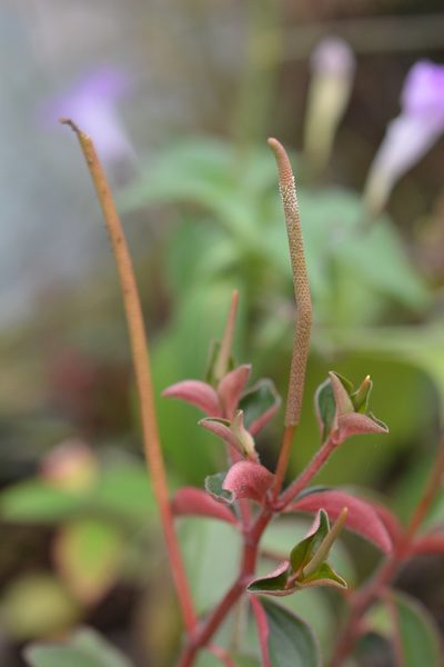 Peperomia consoquitlana, photographed by Neptalí Ramírez Marcial
