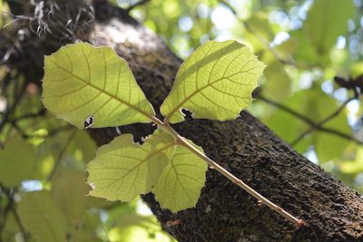 Quercus crassifolia, photographed by Neptalí Ramírez Marcial