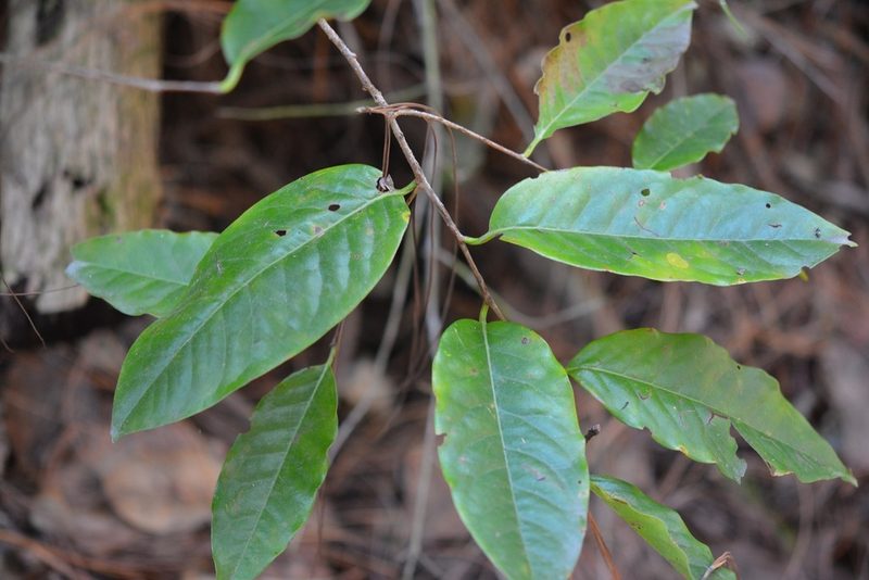 Prunus tetradenia, photographed by Neptalí Ramírez Marcial
