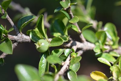Randia chiapensis, photographed by Neptalí Ramírez Marcial