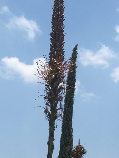 Agave chiapensis, photographed by Neptalí Ramírez Marcial