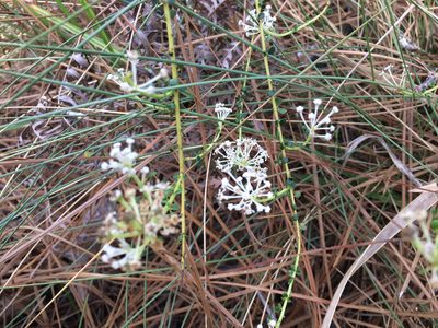 Ceanothus microphyllus, photographed by Nash Turley