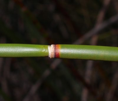 Askidiosperma insigne, photographed by Brian du Preez